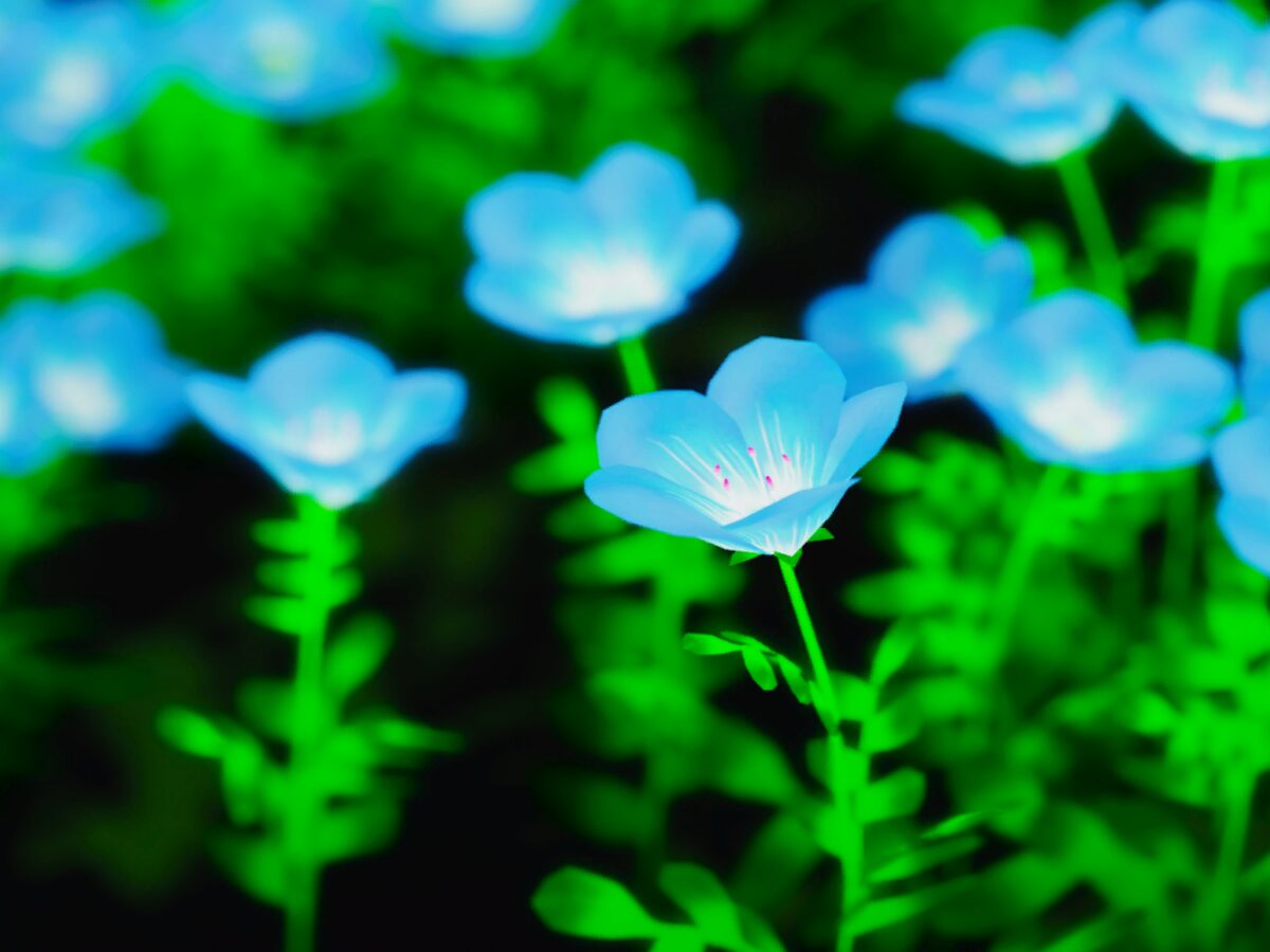 Garden of Nemophila