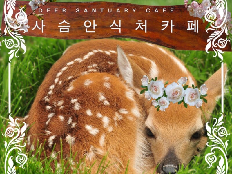 Deer Santuary Cafe ｜ 사슴 안식처 카페