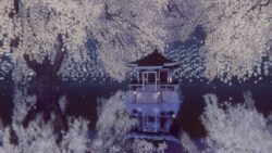 桜の花びらが散る頃-벛꽃잎이 질 무렵